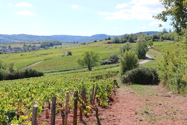Parcelles de vignes en direction de la vallée des vaux